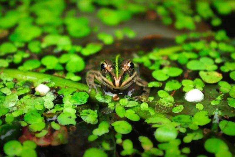 vasace-dovajo.site - Image 14